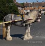 14hh Driving Mare