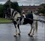 Here he is nice big gentleman giant horse been there done it nice shaped horse, nice manners in the yard. 