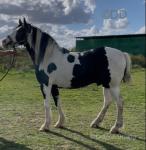 15.1hh Gelding