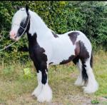 Merlin, 13.2hh Riding Gelding