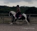 Merlin, 13.2hh Riding Gelding