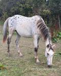 Half bred spotted buckskin colt, 3 years old, just over 14.1hh. 
The mother is a 16.2hh spotted jumping mare. The father is a 16hh coloured full bred Clarks Piper, in the pictures. 