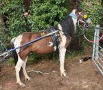 4 year old colt, 14 hands, red & white three quarter bred. Very quiet to handle. Ride and drive. 