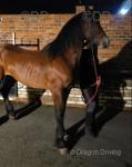 3 Year Old Welsh Section D Gelding