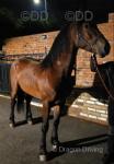 3 Year Old Welsh Section D Gelding