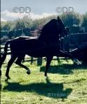 15.3hh hackney stallion, 4 years old. Fully registered HHS and passported. Ride and drive. 