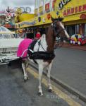 8 year old, 15.1hh gelding square trotter. Works on the seafront daily, a cracking horse to have around. Seen all traffic, goes in full harness.
