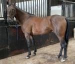 For sale, Chinatown Fury, STAGBI registered just turned 10 years old. Ride and drive gelding, 16hh. 