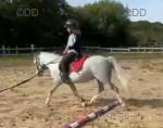 11.1hh Welsh Section A Riding Gelding