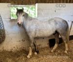 11.1hh Welsh Section A Riding Gelding