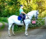 Echo, 17hh Riding Mare