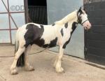 12.3hh Driving Gelding