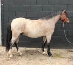 11.2hh bay roans. Billy has a slightly slender build and has been driven as a single and pair. He is happy in traffic good in open spaces. 

