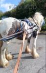 Jeff, Ride & Drive Gelding