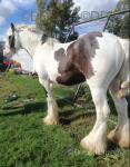 Jeff, Ride & Drive Gelding