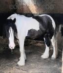 3 Year Old Gelding