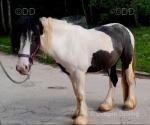 3 Year Old Gelding