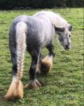 3 Year Old Gelding