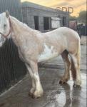 15.1hh Mare