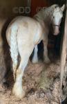 15.1hh Mare
