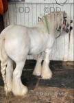 Rocky, 13hh Ride & Drive Stallion
