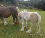 Colt Foal
