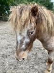 2 Year Old Colt