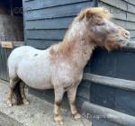 2 Year Old Colt