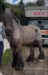 16.3hh Riding Mare