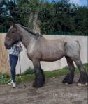 16.3hh Riding Mare