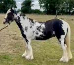 Riding Gelding