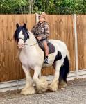 14.2hh Riding Gelding 