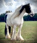 14.2hh Riding Gelding 