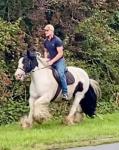 14.2hh Riding Gelding 