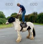 14.2hh Riding Gelding 