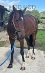 Dion, 15.2hh Riding Mare