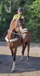 Dion, 15.2hh Riding Mare