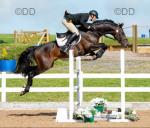 Dion, 15.2hh Riding Mare