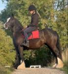 14.1hh Riding Mare