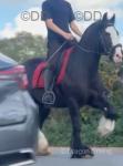 14.1hh Riding Mare