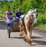 Creamy, 14.1hh palomino cob gelding. A real eye catching lad who loves to please. He is rising 3 years old, we've broken him in seen all traffic, been to Appleby, good in the open spaces. A real kind, quiet cob with a heart of a lion. 