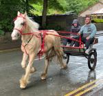 Creamy, 14.1hh Ride and Drive Gelding