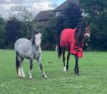 Welsh Section A Colt