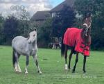 Welsh Section A Colt