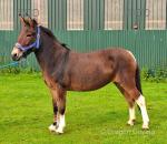Muffin, 13.1hh Mule Mare