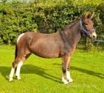 Muffin, 13.1hh Mule Mare