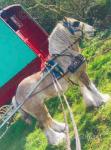 Golden Spirit, Well where do we start on him. 14.1hh 12 year old tank. Ride and drive gypsy cob. Spirit is 1 in a million with the manners to match along with his ridding and driving. This lad really doesn't need a big write up as he can talk for himself he's amazing.
