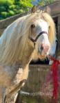 Golden Spirit, 14.1hh Ride and Drive Stallion