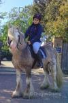 Golden Spirit, 14.1hh Ride and Drive Stallion