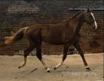 2 Year Old Filly